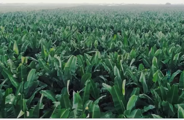 Exportaciones de plátano procesado crecen 22,2%; el segmento fresco cae