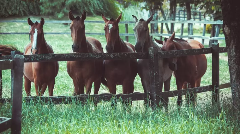 Foto De Un Grupo De Caballos