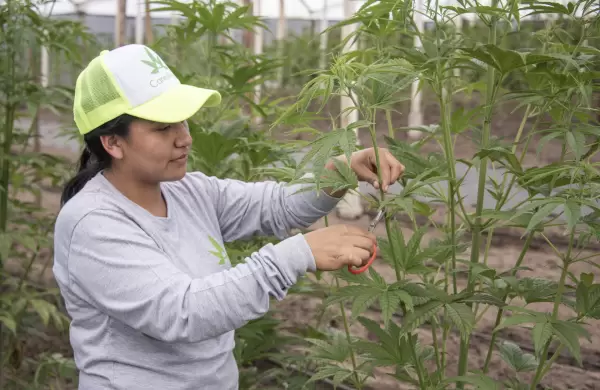 La industria del cannabis no psicoactivo espera captar 300.000 consumidores en Ecuador este año