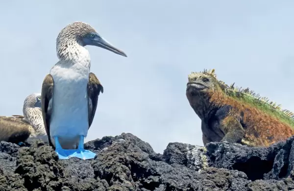 Querido Ecuador: