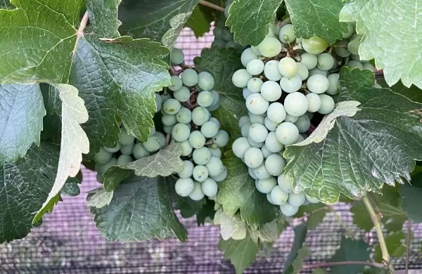 Viñedos, historia, quiet luxury, tradición y aventura: cómo es el circuito enoturístico de San Rafael