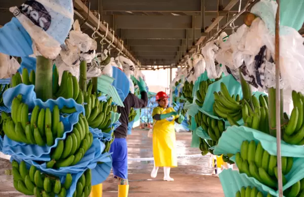 Guerra comercial de EE.UU.: 10 % de arancel para banano, camarón y cacao en grano