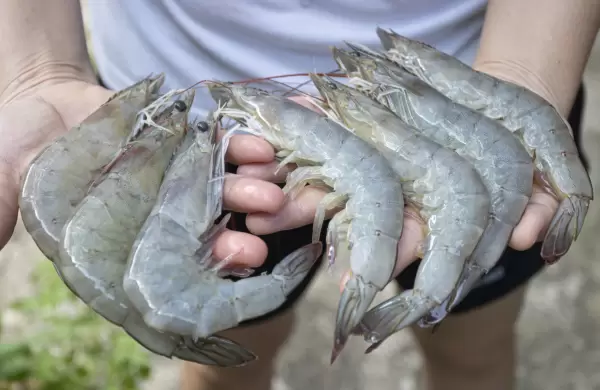 El camarón estuvo en lo más alto de las exportaciones en 2024; el cacao fue el rockstar