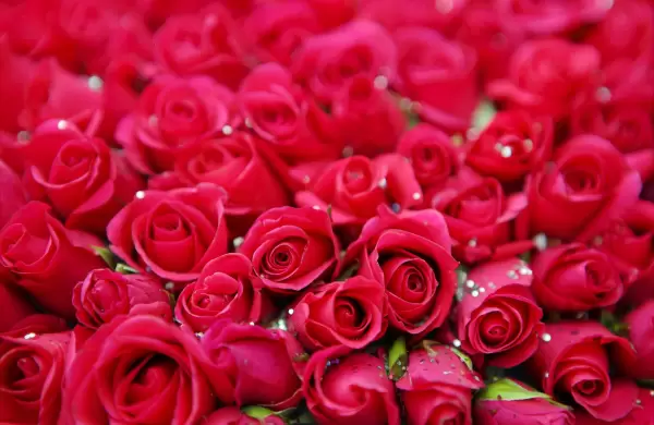 Las cultivadoras de flores con más ingresos de Ecuador