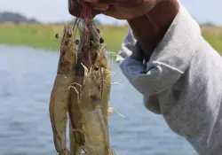 Del 2009 al 2025 la industria camaronera de Ecuador creció 10 veces