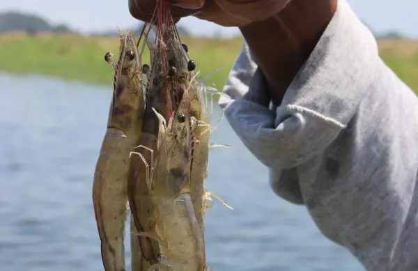Del 2009 al 2025 la industria camaronera de Ecuador creció 10 veces