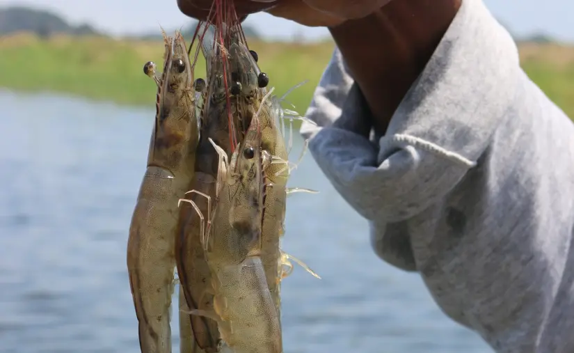 Del 2009 al 2025 la industria camaronera de Ecuador creció 10 veces