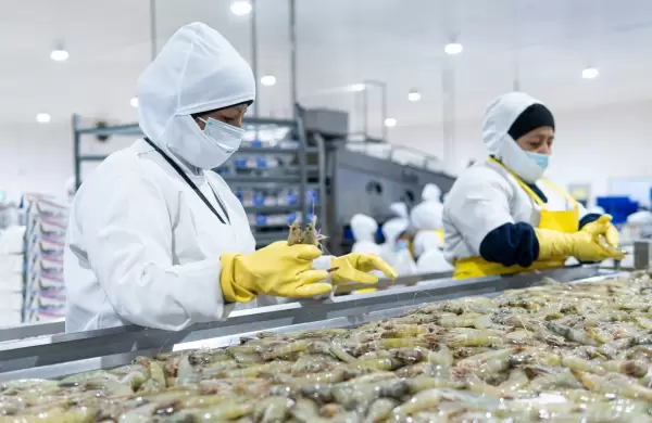 Estas son las 10 mayores exportadoras de camarón ecuatoriano