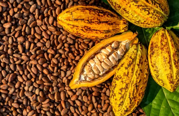 Caída de la demanda global reduce el precio del quintal de cacao en Ecuador