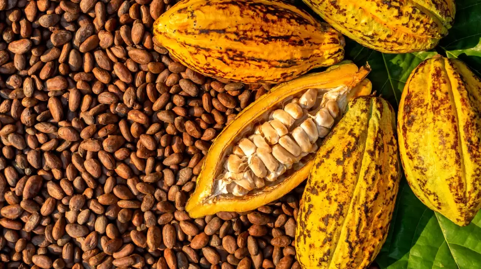 Cacao