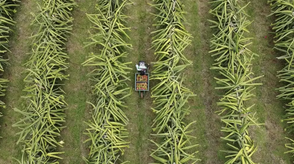 Primera exportacin de pitahaya y aguacate de Ecuador a Argentina