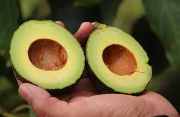 Argentina recibirá la primera exportación de aguacate y pitahaya ecuatorianas