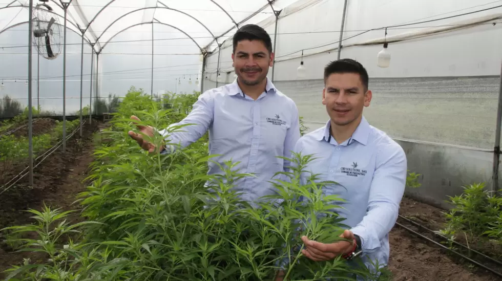 CBD Solutions Cotogchoa - Ecuador