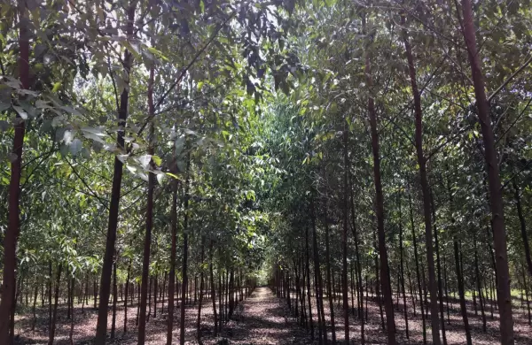 La industria forestal exportó US$ 650 millones, ¿cuáles son los principales destinos?