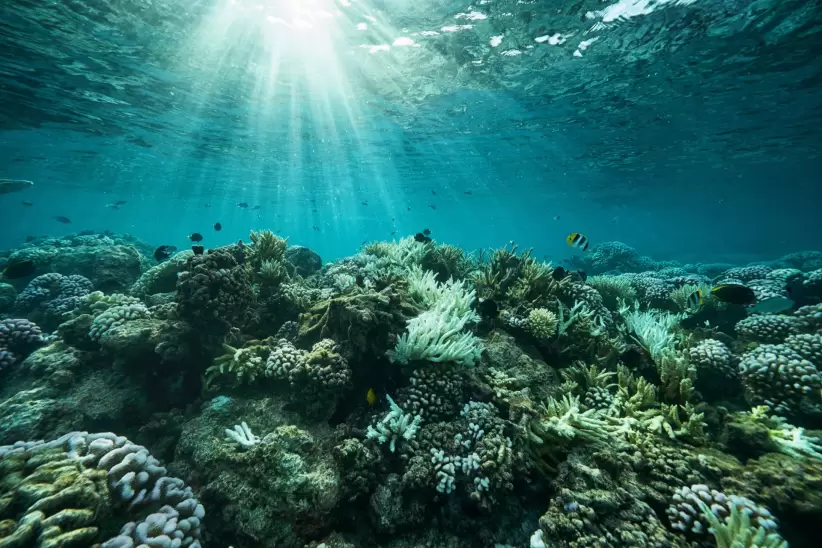 La luz del sol se filtra en los corales de la Polinesa Francesa. Cristina Mittermeier