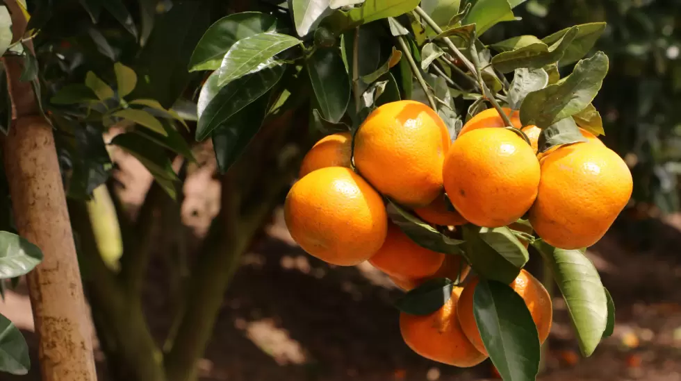 Mandarina ecuatoriana exportada a EEUU
