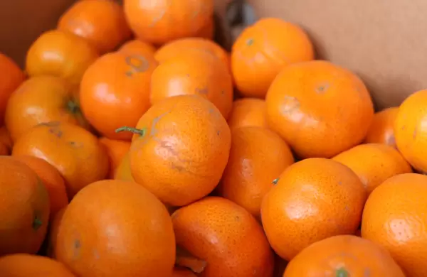 880 cajas de mandarinas Tango se embarcaron a EE.UU.; el costo promedio de cada caja es US$ 24