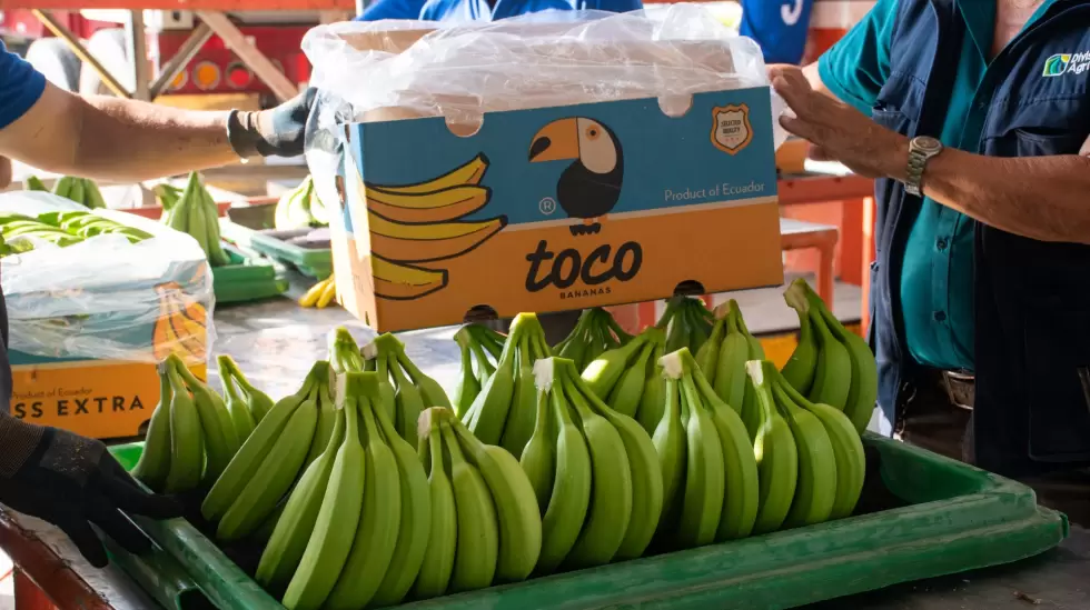 Plantacin de banano de exportacin de El Palmar en el Oro