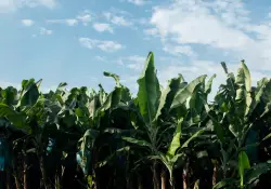 Ecuador, Brasil y CAF buscan blindar la genética del banano Cavendish