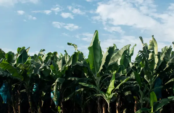 Ecuador, Brasil y CAF buscan blindar la genética del banano Cavendish