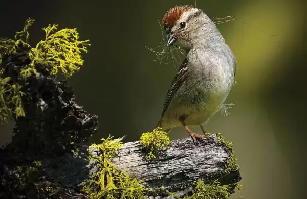 Hermosas fotografías de aves: 16 ganadores de los Premios Audubon