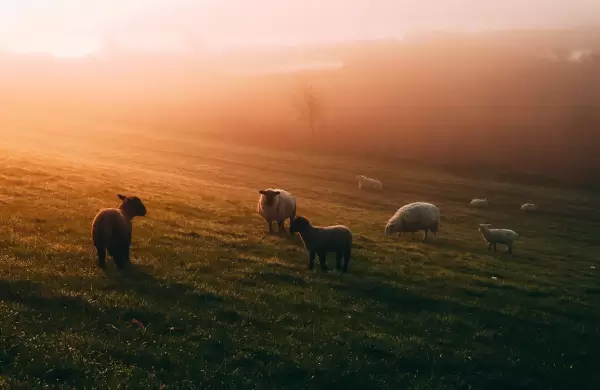 Por qu cada vez ms bodegas apuestan por las ovejas para mejorar el vino