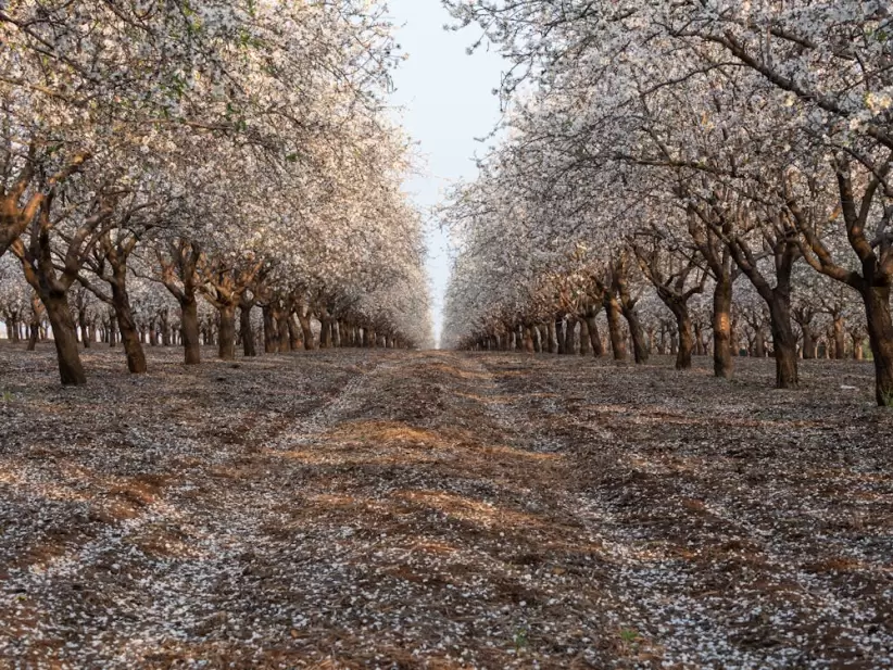 Plantacin de Almendras
