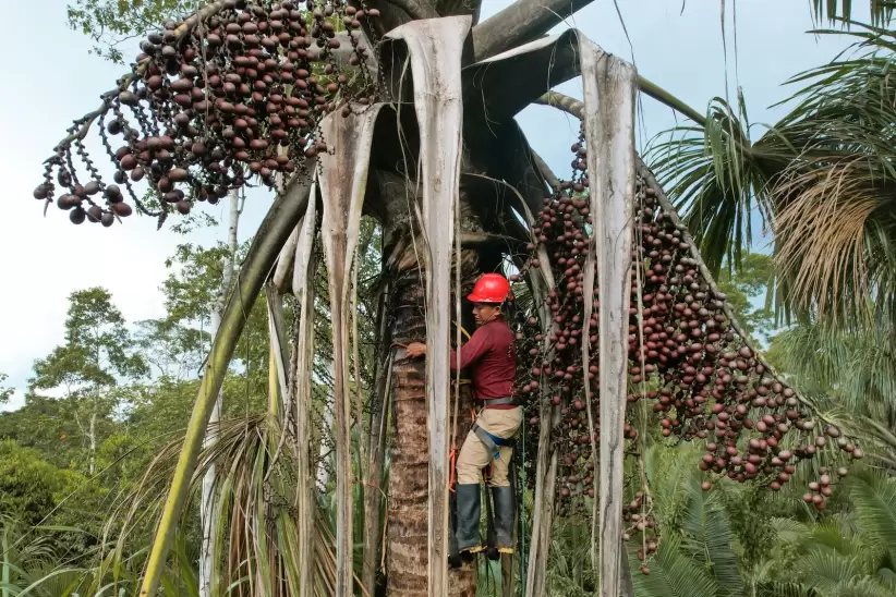 Produccin de morete Pastaza Ecuador