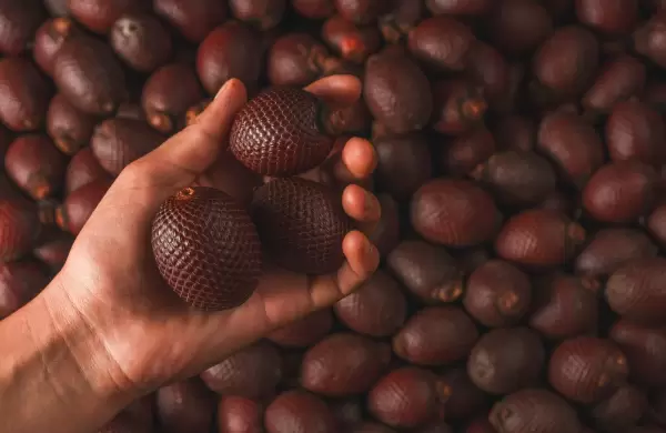 El morete ecuatoriano se convierte en producto de exportación