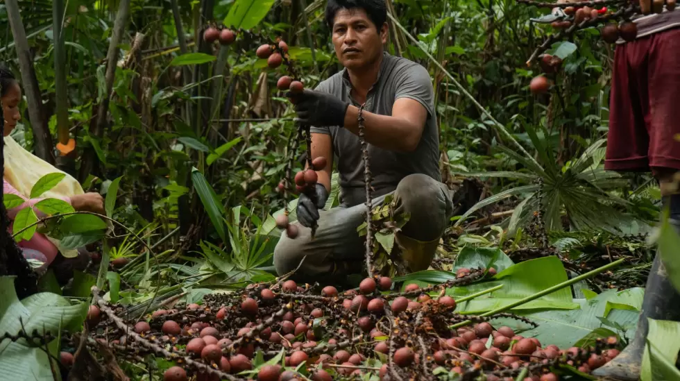 Produccin de morete Pastaza Ecuador
