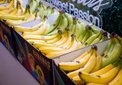 Las exportaciones de banano proyectan un récord de US$ 4.100 millones en 2025