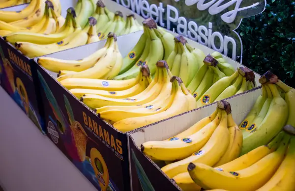 Las exportaciones de banano proyectan un récord de US$ 4.100 millones en 2025