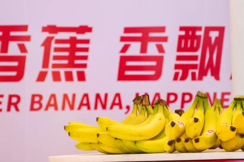 banana time , exportacion e imnovacion de banano