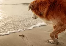 Las mejores 20 fotos de perros del ao