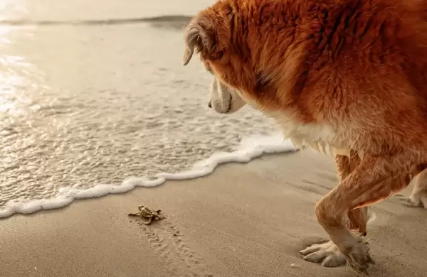 Las mejores 20 fotos de perros del ao