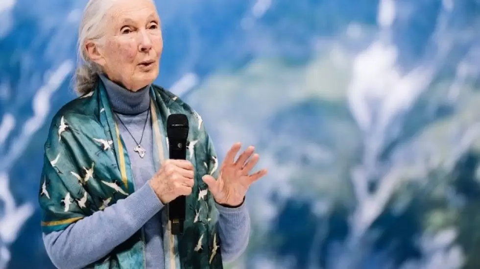 jane goodall