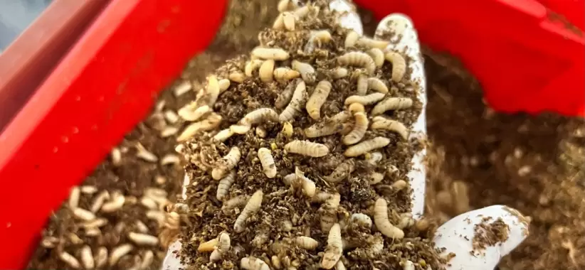 Larvas de moscas soldado. Foto: cortesía.