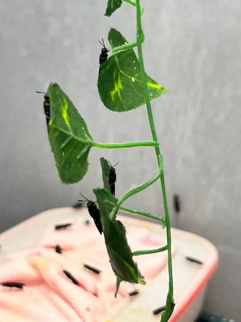 Mosca soldado negra. Foto: cortesía.