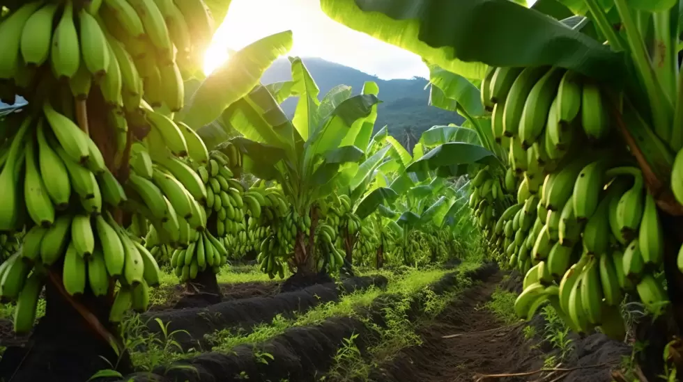 PLANTACION PLATANO
