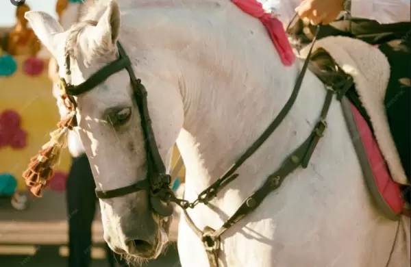 Evocacin del caballo     
(En memoria de don lvaro Domecq)