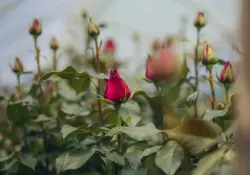 El sector florícola ecuatoriano se consolida en el club de los US$ 1.000 millones en exportaciones