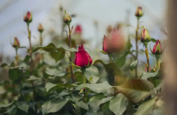 El sector florícola ecuatoriano se consolida en el club de los US$ 1.000 millones en exportaciones