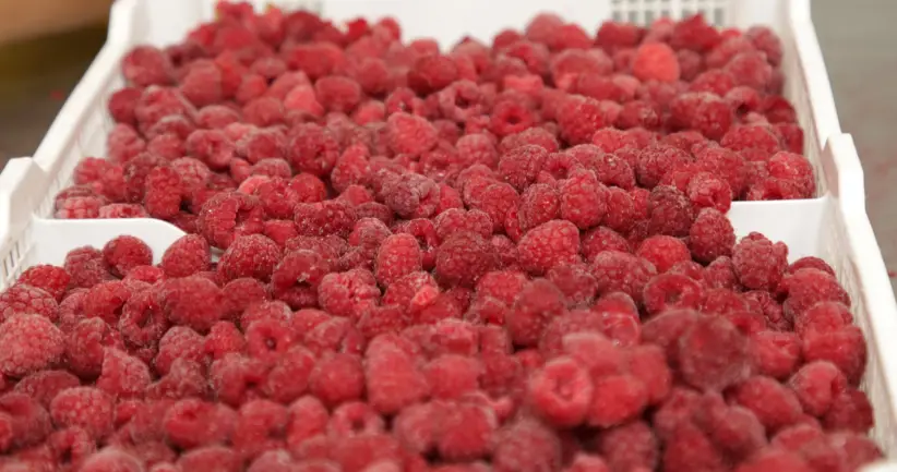 Remu Foods Cayambe Ecuador 