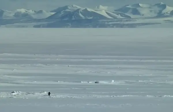 Esta es la historia del "pingüino nihilista" que se viralizó en TikTok