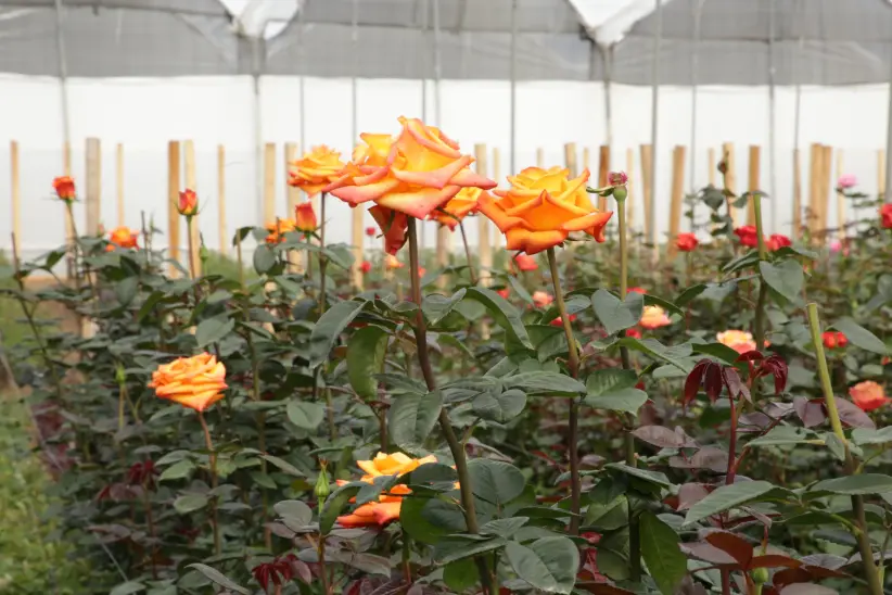 Hacienda floricola flores de exportación Cayambe - Ecuador 
