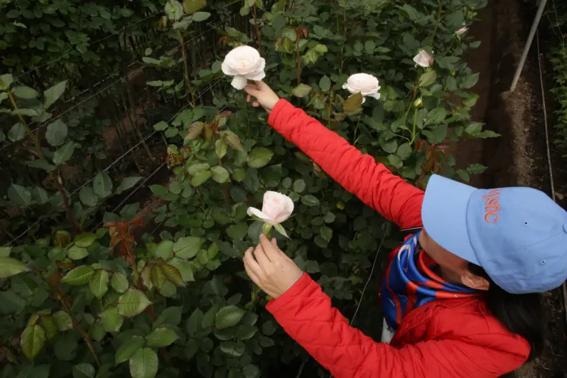 Hacienda floricola flores de exportación Cayambe - Ecuador 