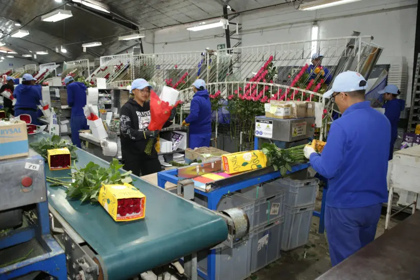 Hacienda floricola flores de exportación rosas de Color Republic  - Ecuador 