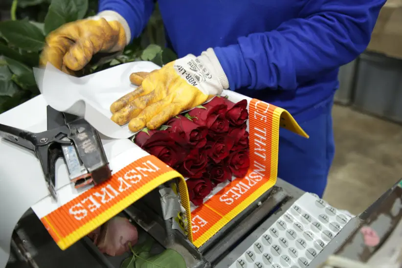 Hacienda floricola flores de exportación rosas de Color Republic  - Ecuador 