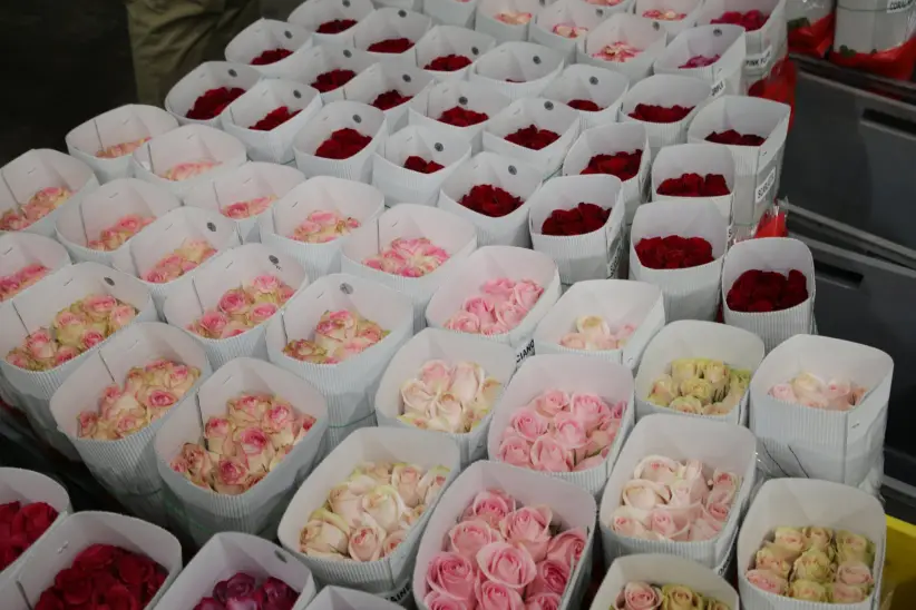 Hacienda floricola flores de exportación rosas de Color Republic  - Ecuador 