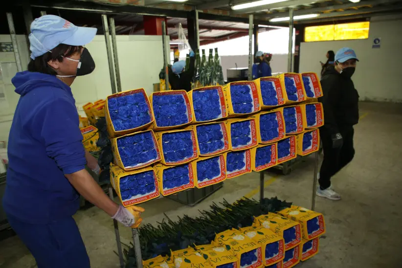 Hacienda floricola flores de exportación rosas de Color Republic  - Ecuador 
